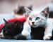 Tips for educating kittens