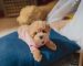 Ten tips to take care of your new puppy