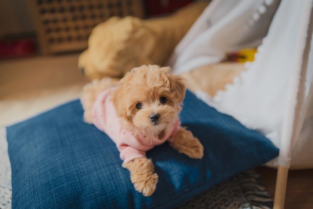 Ten tips to take care of your new puppy