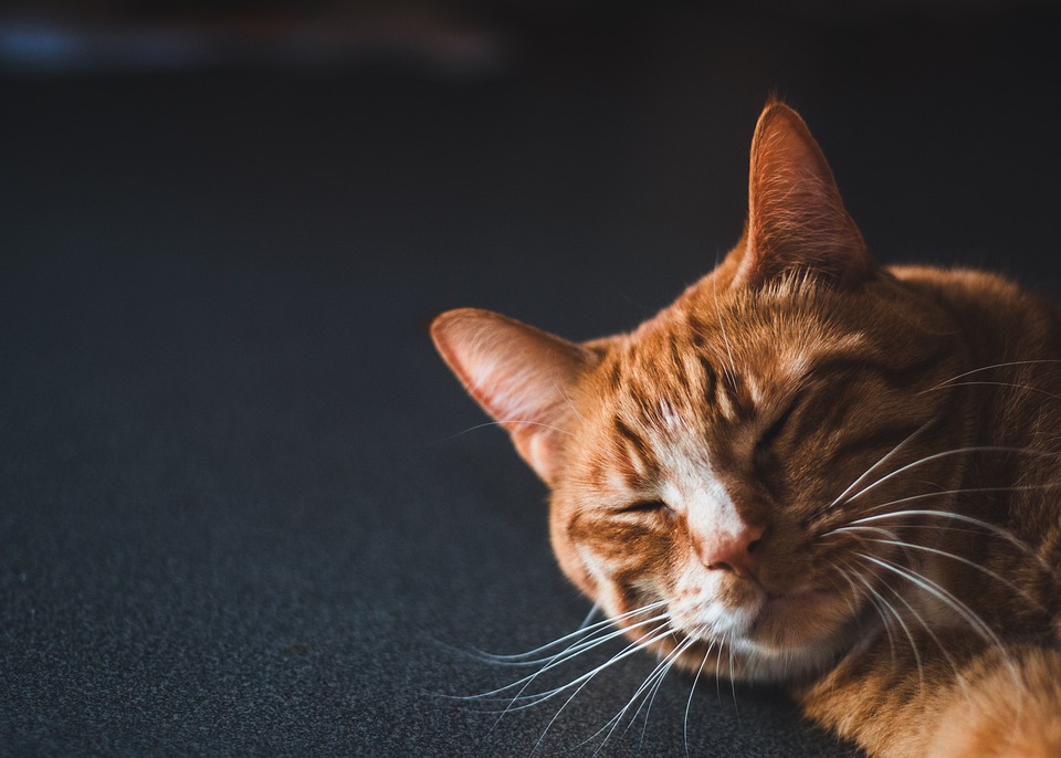 The Importance of Routine Veterinary Care: Why Regular Check-Ups are Vital for Your Pet’s Health